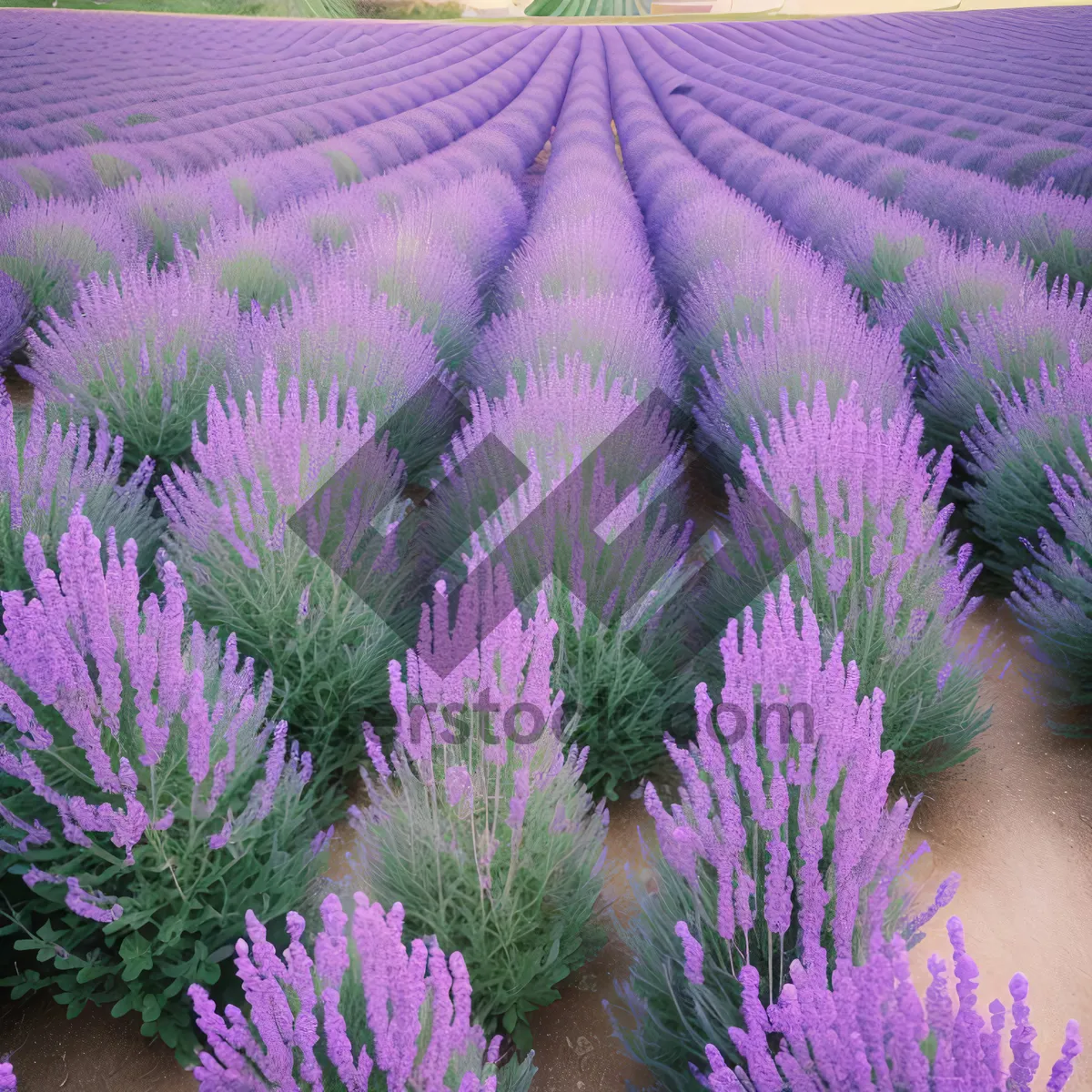 Picture of Lavender Blossom in Field: Colorful Floral Botany