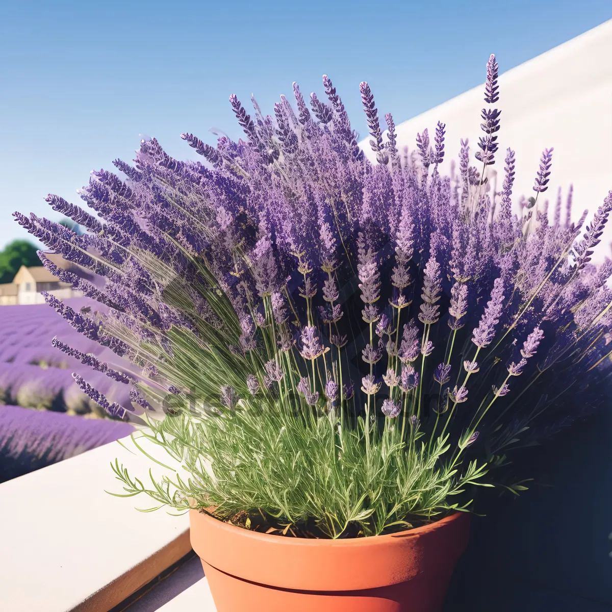 Picture of Flax in Botanical Garden's Lavender Pot