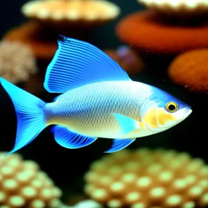 Exotic orange marine fish in coral reef.