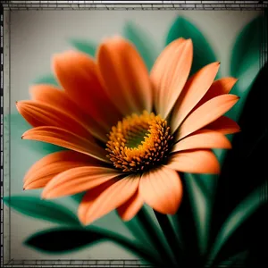 Vibrant Sunflower Bloom in Summer Garden