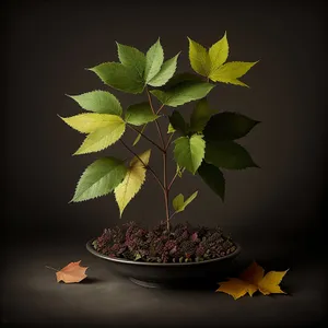 Vibrant Laurel Leaf in Blossom