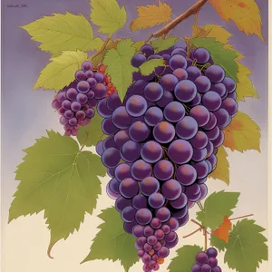 Fresh Autumn Harvest: Juicy Purple Grapes in Vineyard