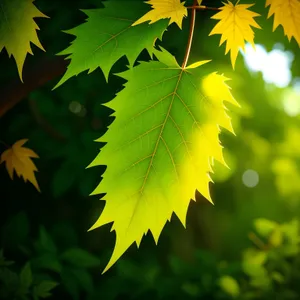 Vibrant Autumn Foliage in Sunlit Woods