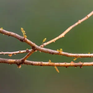 Insect on Tree Branch in Spring Sky.