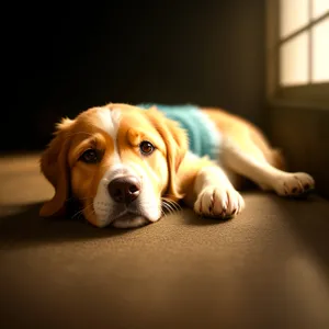 Golden Retriever Puppy - Adorable Studio Portrait