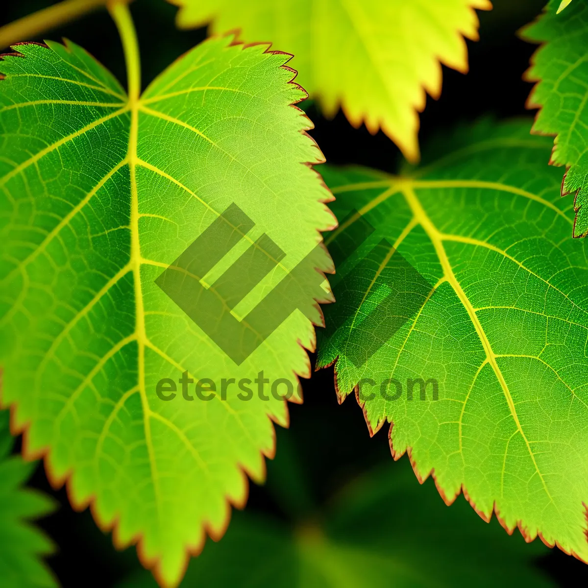 Picture of Sunlit Birch Leaves in Lush Forest