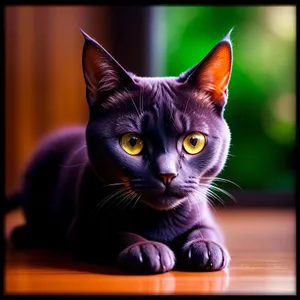 Adorable furry kitten with mesmerizing eyes
