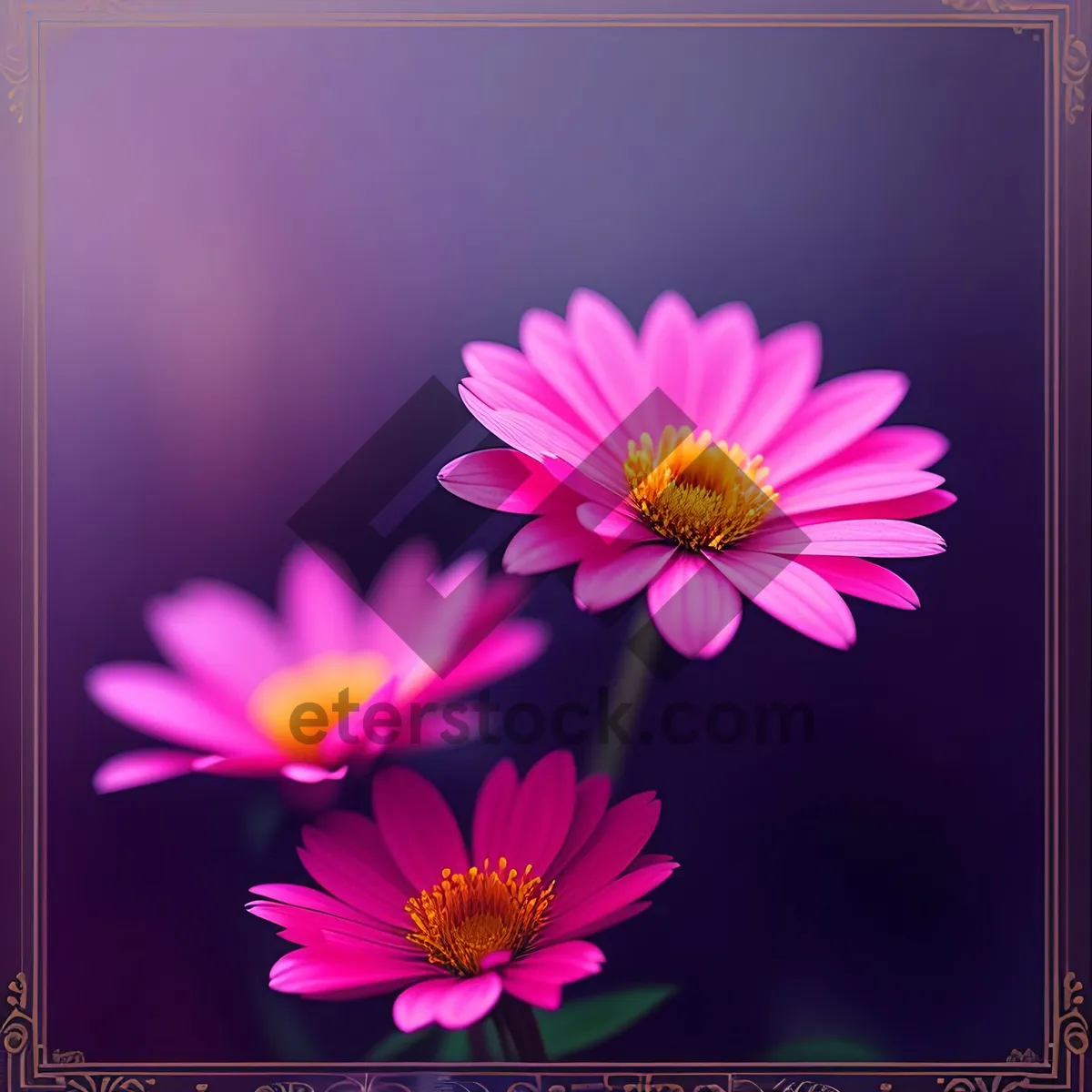 Picture of Blooming Pink Daisy in Floral Garden