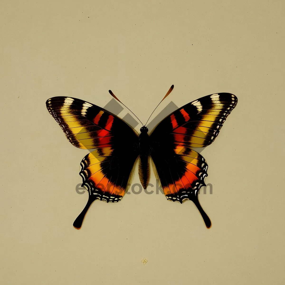 Picture of Vibrant Garden Monarch Butterfly Close-Up