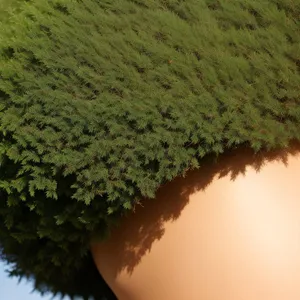 Serene Forest Canopy Amidst Verdant Thatch and Sky