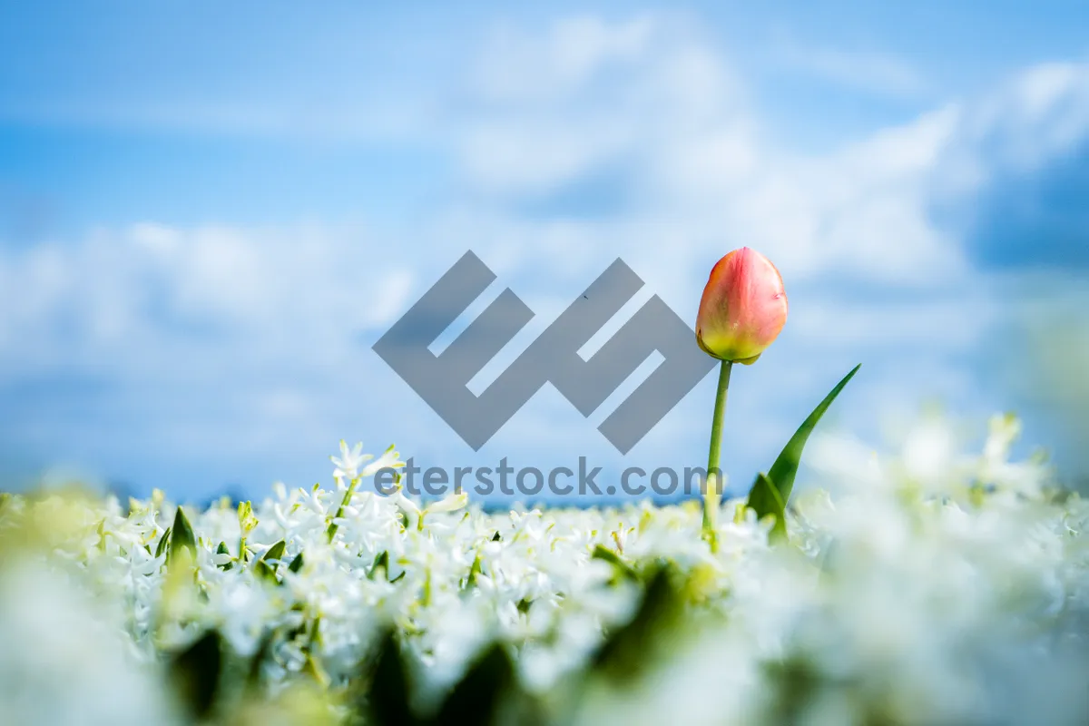 Picture of Vibrant Pink Tulips in Full Bloom