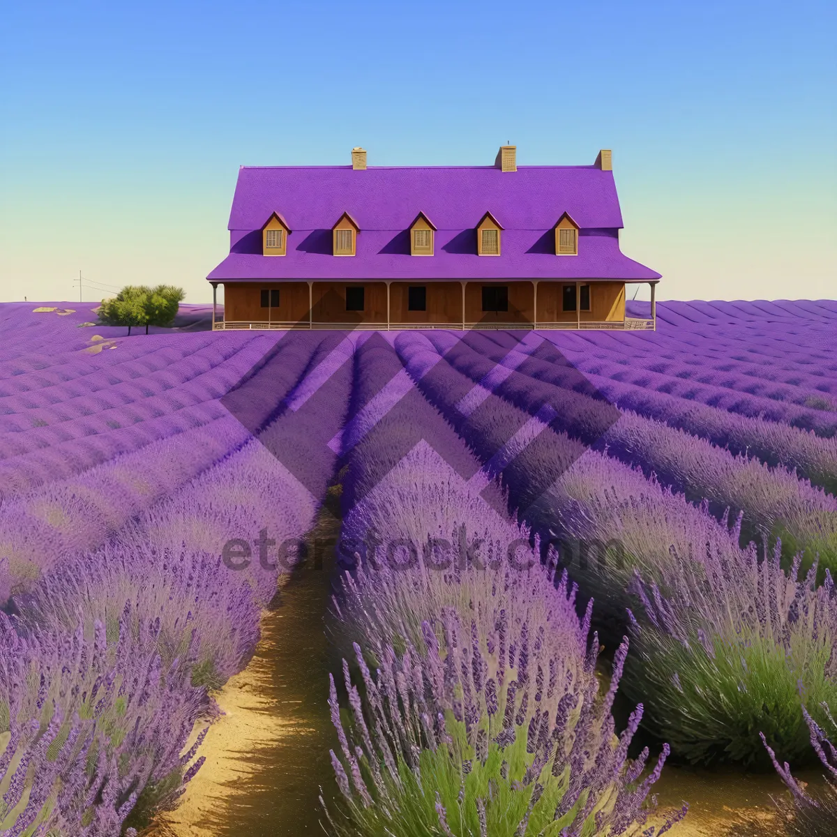 Picture of Blooming Lavender Fields in Rural Summer Landscape