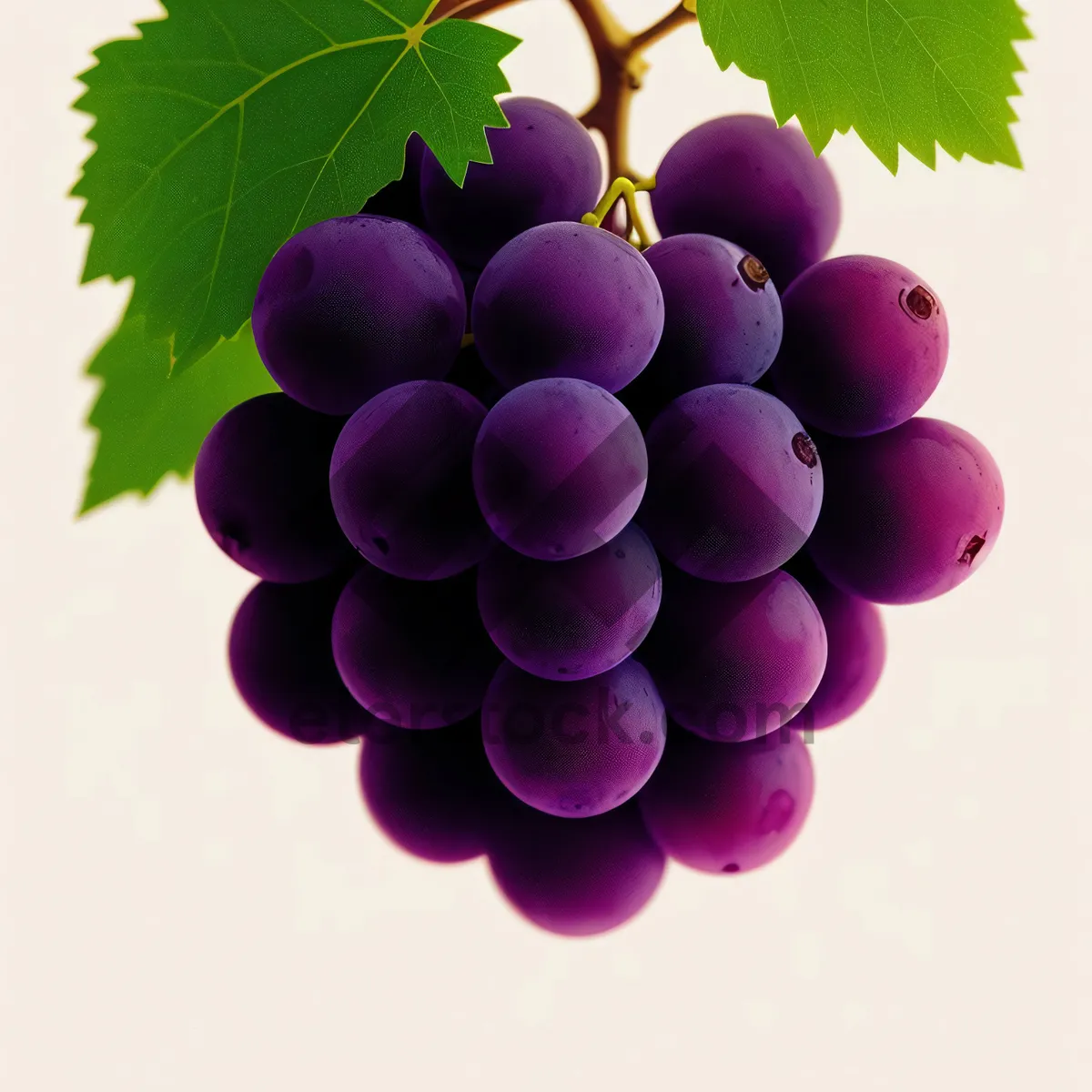 Picture of Ripe Juicy Grapes on Vine in Vineyard
