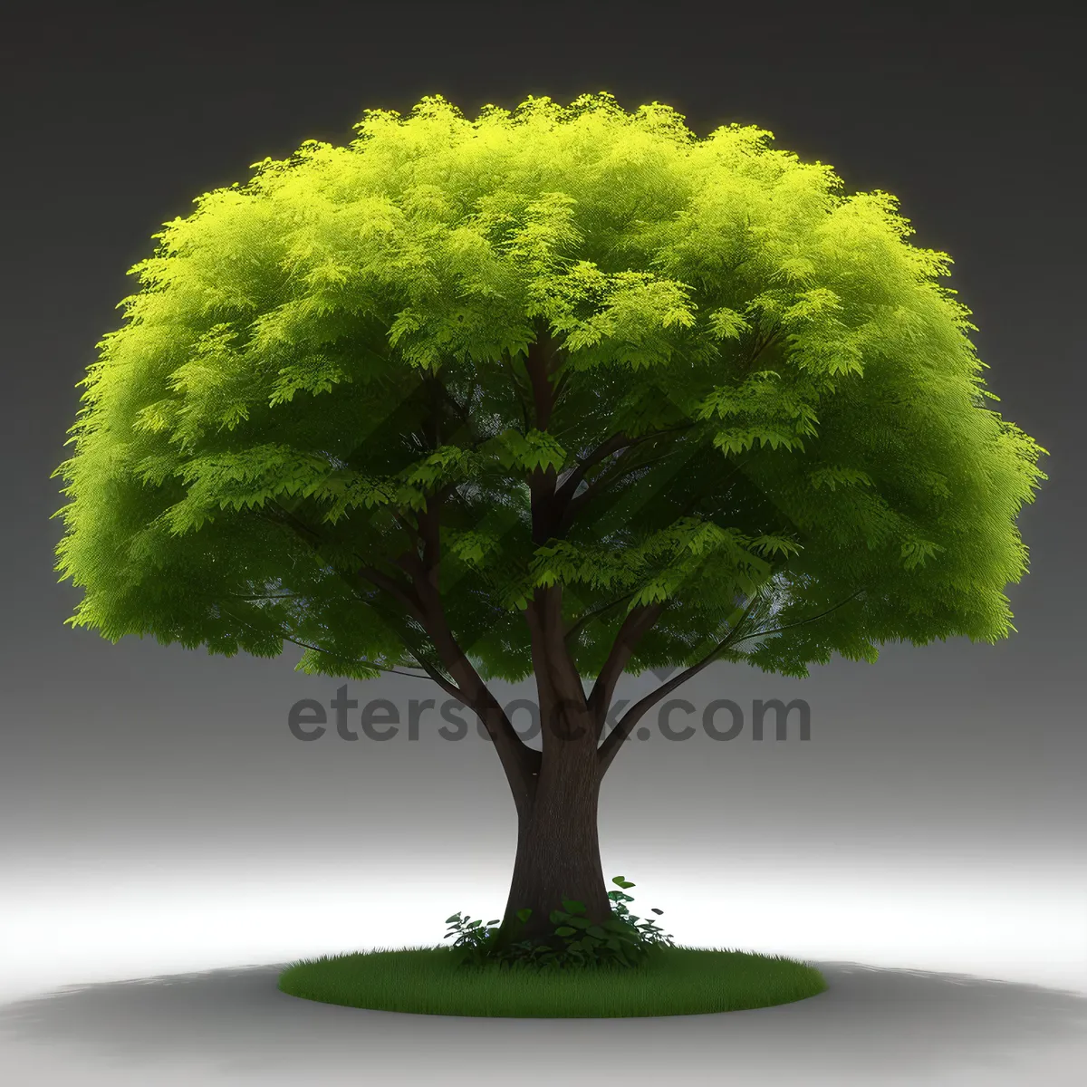 Picture of Majestic Oak Bonsai Surrounded by Lush Leaves
