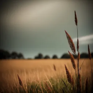 Golden Wheat Field at Sunset