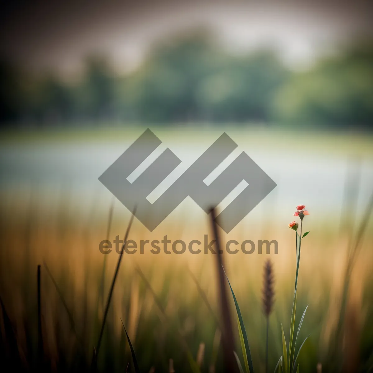 Picture of Wheat Field Under Sunny Summer Sky