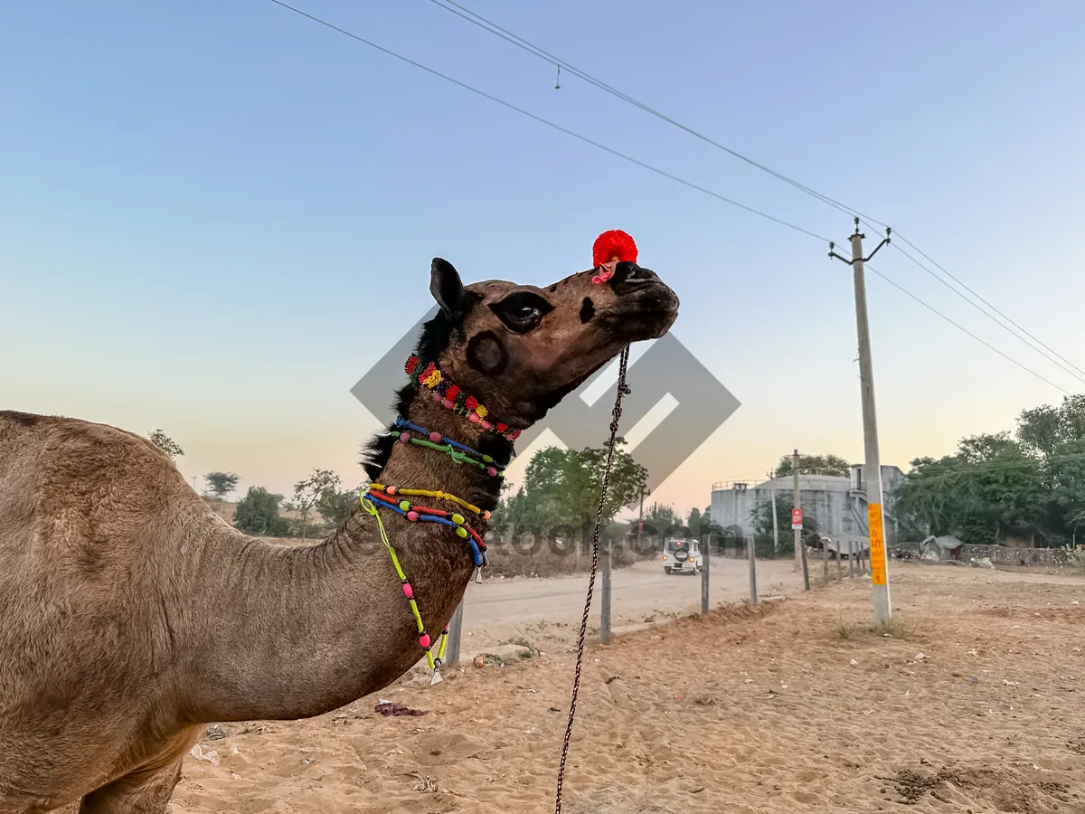 Picture of Desert Horse Grazing on Sand Dune