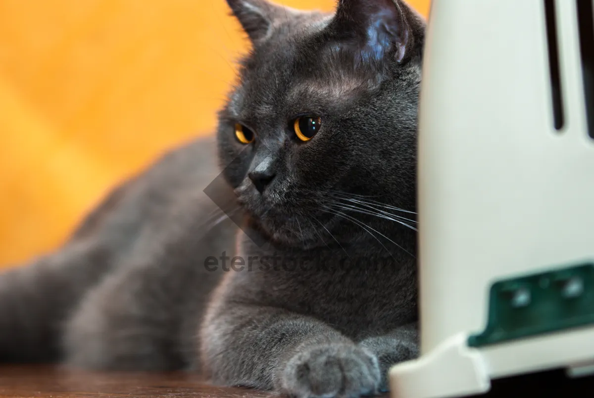 Picture of Curious gray kitten with fluffy tail and whiskers