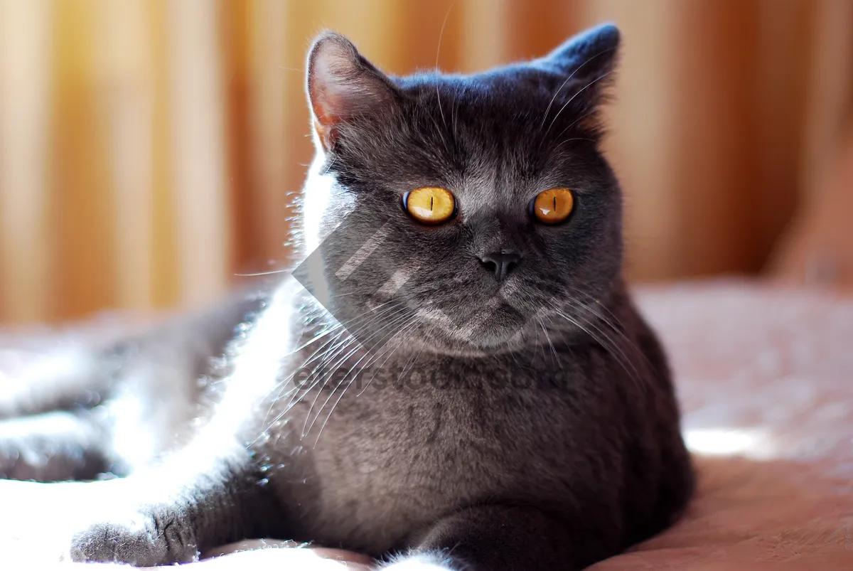 Picture of Adorable Gray Kitten with Playful Expression and Whiskers