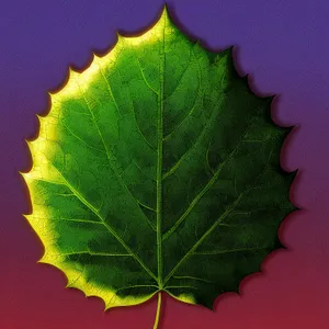 Fresh Organic Leafy Lettuce on Woody Maple Tree