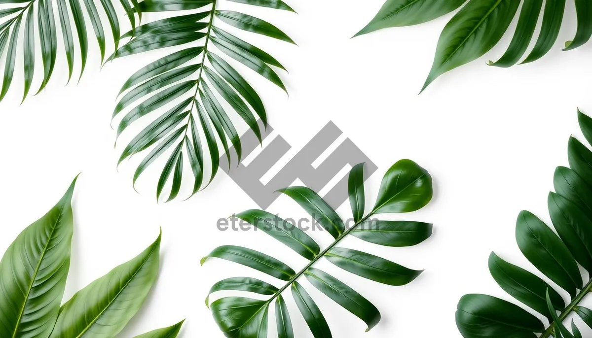 Picture of Floral Evergreen Branch Pattern