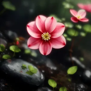 Pink Flower Blossom in Garden - Close-Up Shot