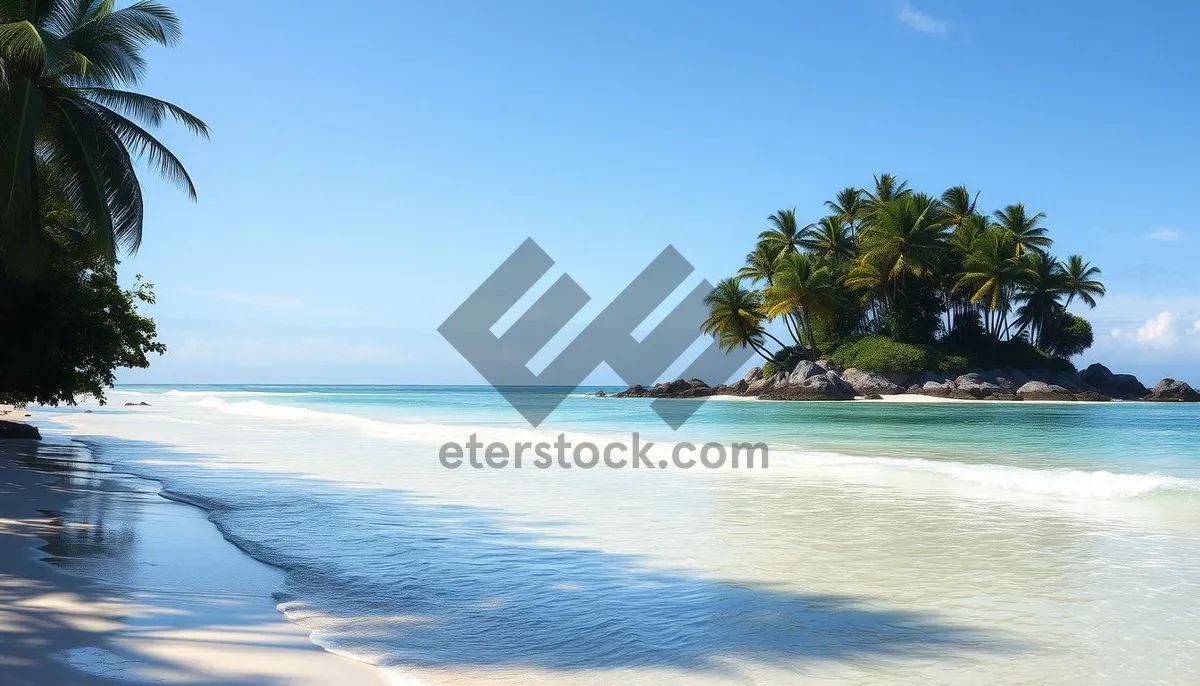 Picture of Tropical paradise beach with palm trees and clear blue water.