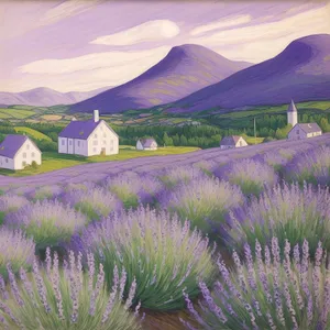 Serene Lavender Fields Under Clear Rural Sky