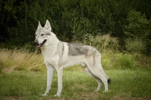 Portrait of a Cute Domestic Sled Dog