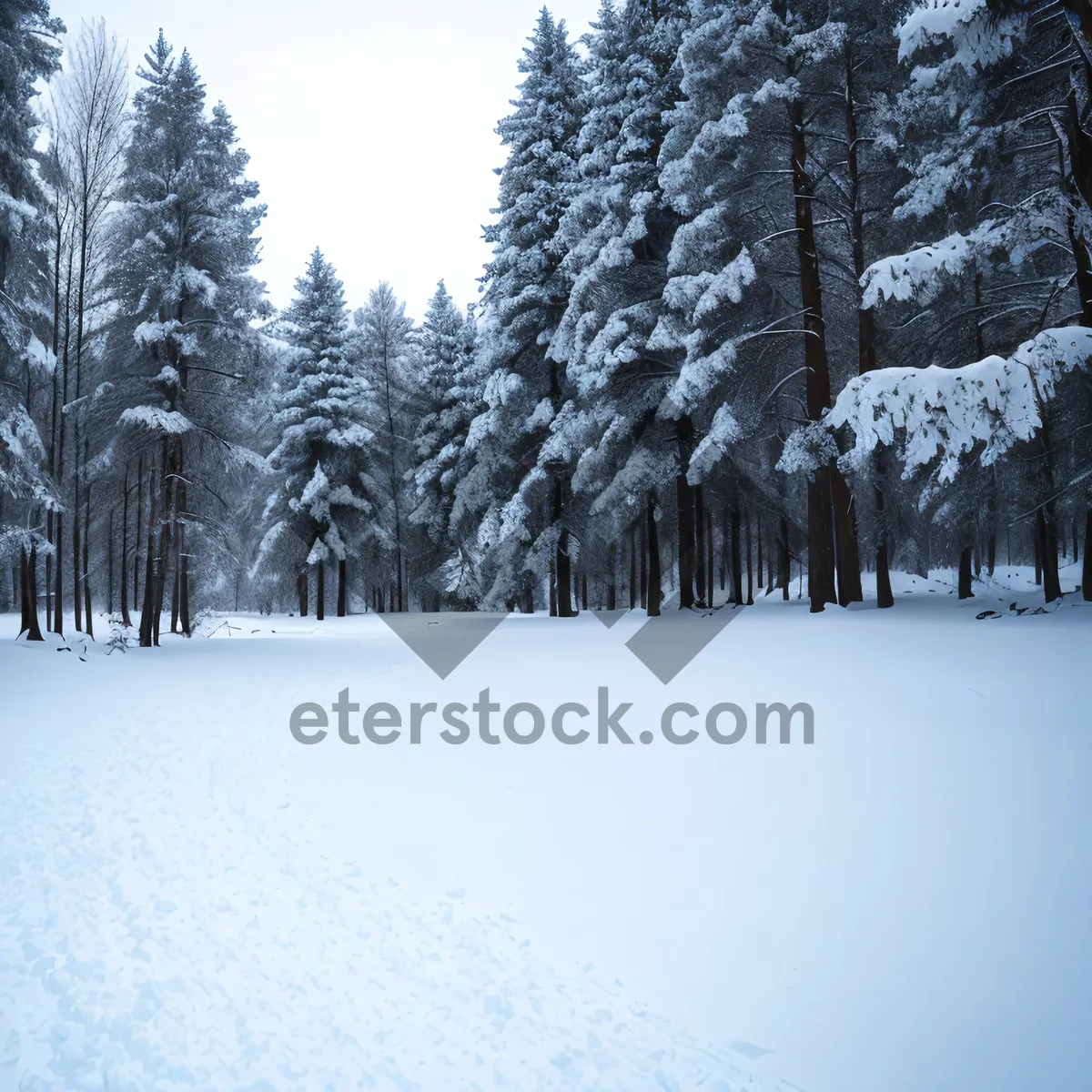 Picture of Winter Wonderland: Majestic pine tree in a snowy forest