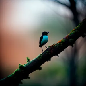 Indigo Bunting perched on branch with vibrant feathers