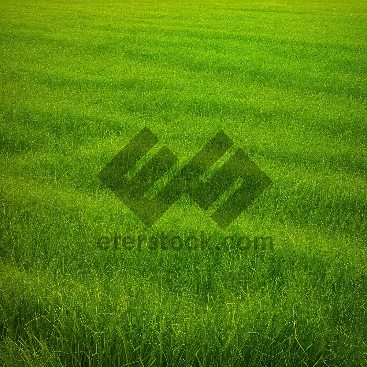 Picture of Vibrant Wheat Field in Summer