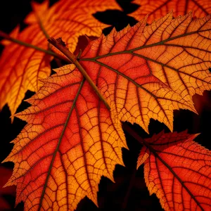 Vibrant Autumn Foliage: Maple Leaves in Golden Hues