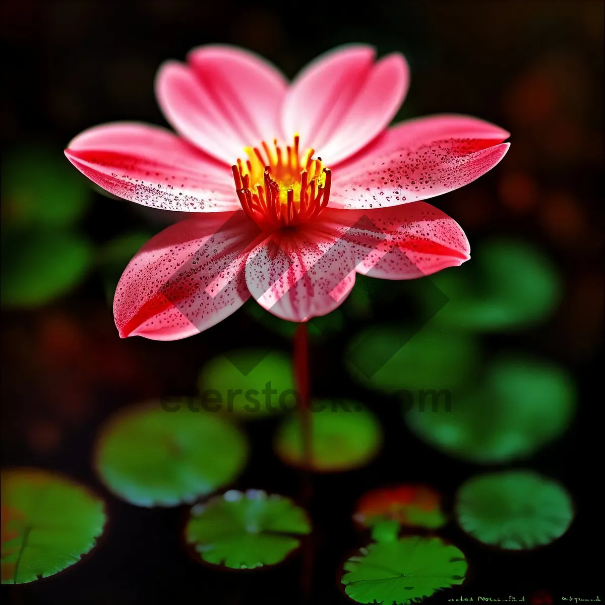 Picture of Vibrant Pink Floral Blossom in Garden