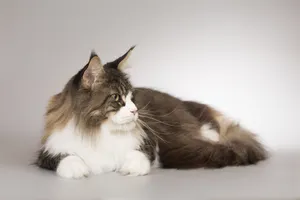 Striped Gray Tabby Cat with Curious Eyes.