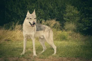 Cute wolf dog with snowy fur and piercing eyes