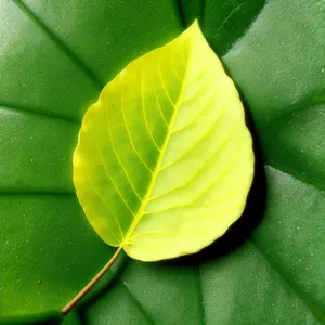 Vibrant Spring Foliage: Wild Ginger Leaves in a Colorful Fractal Pattern