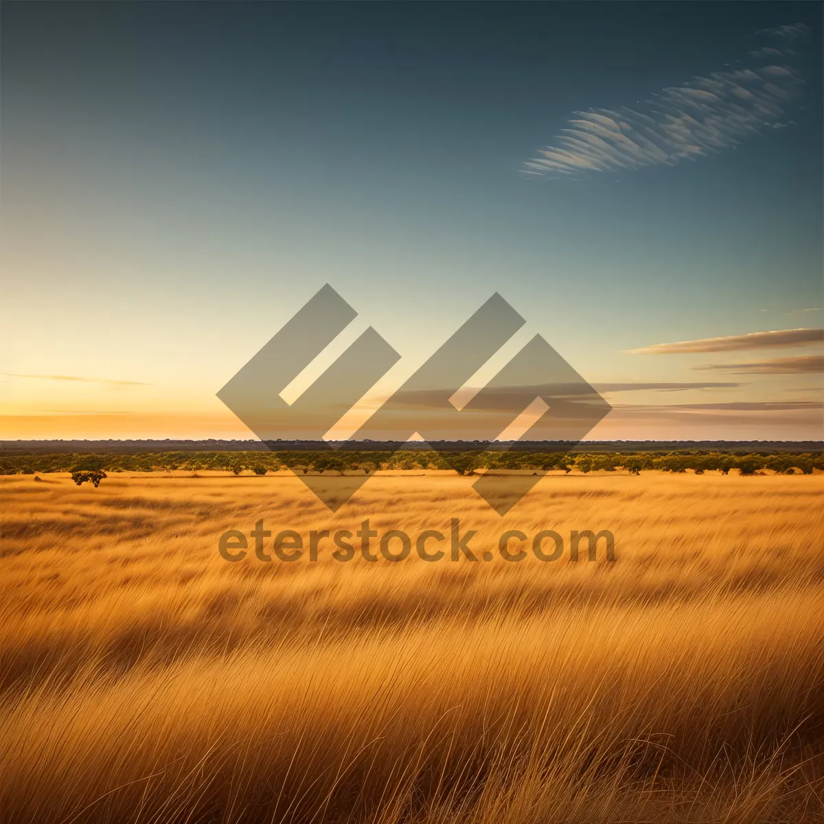Picture of Sunny Wheat Field on a Country Farm