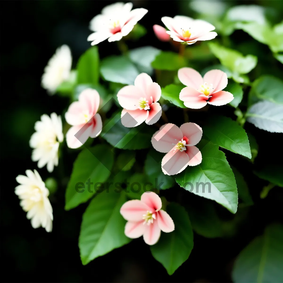 Picture of Blooming Pink Floral Shrub in Garden