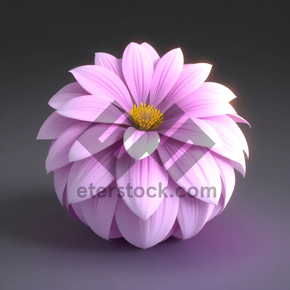 Picture of Pink Daisy Blossom in Full Bloom