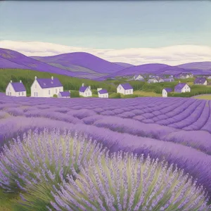 Vibrant Spring Lavender Field in Rural Countryside