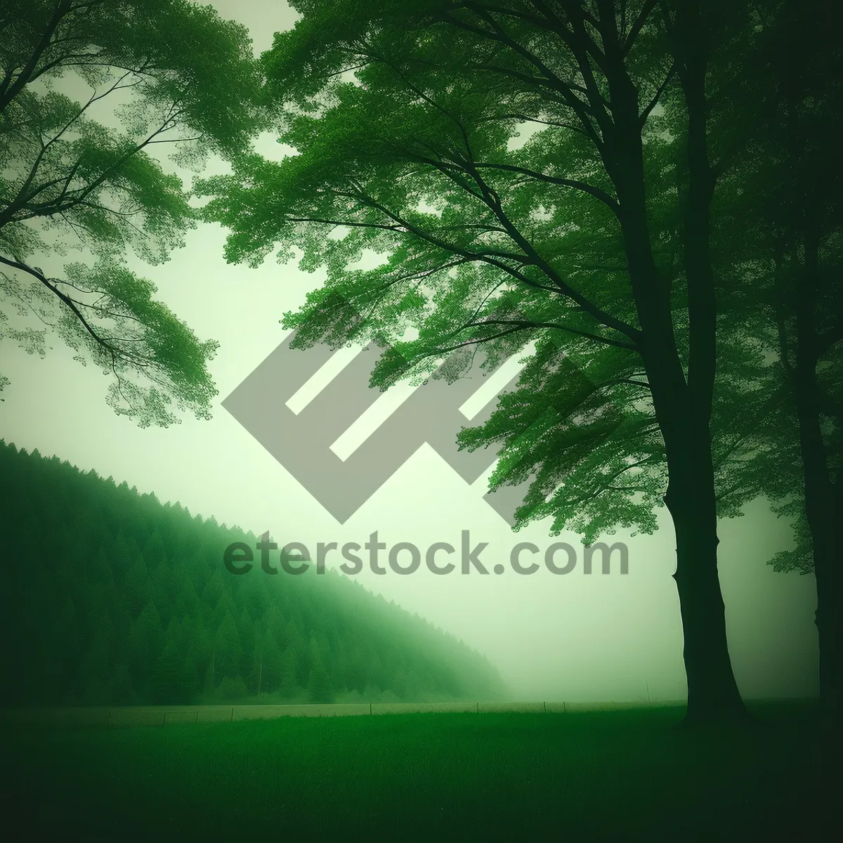 Picture of Serene Forest Canopy Bathed in Sunlight