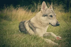 Malamute sled dog with beautiful eyes