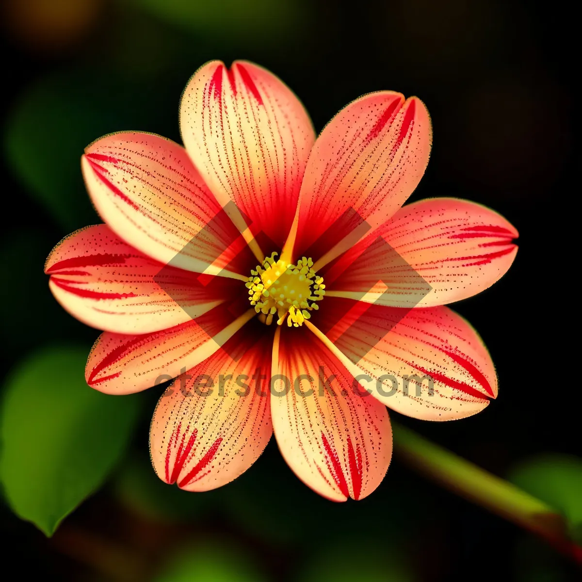 Picture of Floral Blossoms in Vibrant Pink