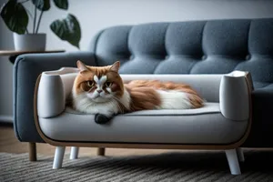 Cute Kitty Resting on Fluffy Sofa Pillow