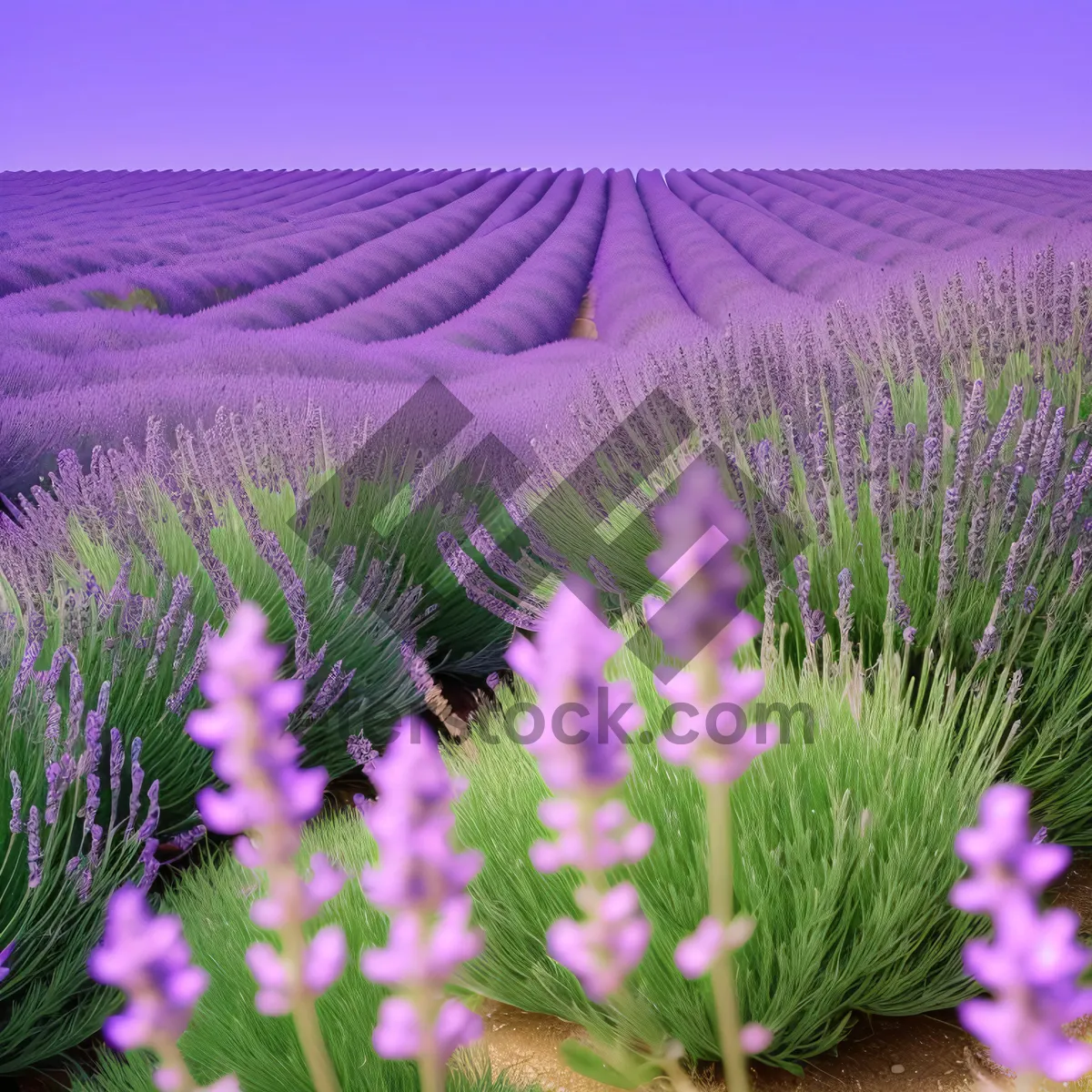 Picture of Colorful lavender flowers blooming in rural garden.