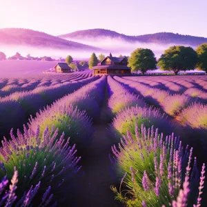 Colorful Lavender Shrub in Rural Landscape