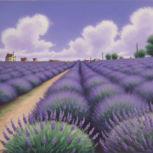 Colorful Lavender Field Landscape with Purple Flowers