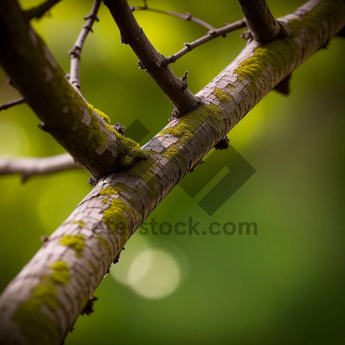 Picture of Green Mamba in Birch Forest with Bird