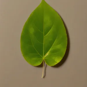 Fresh Wild Ginger Leaf in Spring Garden